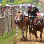 karapan sapi